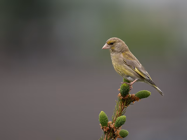 Lens: Sigma 150-600mm F5-6.3 DG DN OS