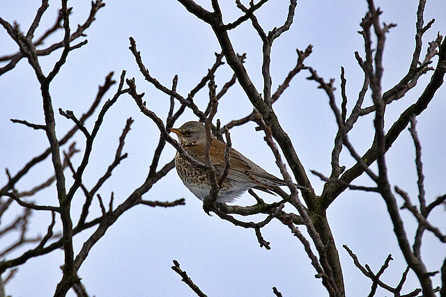 Latin: Turdus pilaris / EN: Fieldfare / PL: Kwiczoł