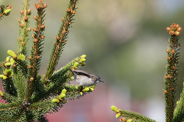 Latin: Poecile atricapillus / EN: Black-capped Chickadee / PL: Sikora czarnogłówka
