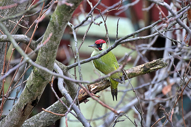 Latin: Picus viridis / EN: European Green Woodpecker / PL: Dzięcioł zielony