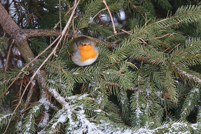Latin: Erithacus rubecula / EN: European Robin / PL: Rudzik zwyczajny