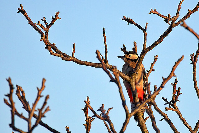 Latin: Dendrocopos major / EN: Great Spotted Woodpecker / PL: Dzięcioł duży