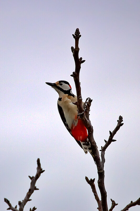 Latin: Dendrocopos major / EN: Great Spotted Woodpecker / PL: Dzięcioł duży