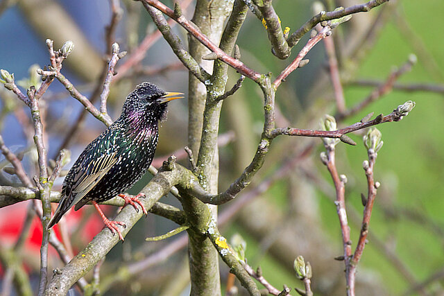 Latin: Sturnus vulgaris / EN: Common Starling / PL: Szpak