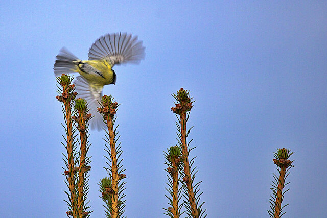 Latin: Parus major / EN: Great Tit / PL: Sikora bogatka
