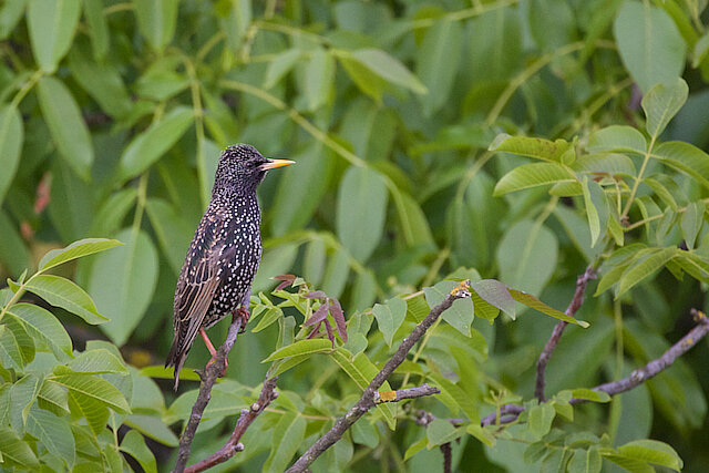 Latin: Sturnus vulgaris / EN: Common Starling / PL: Szpak