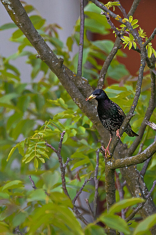Latin: Sturnus vulgaris / EN: Common Starling / PL: Szpak