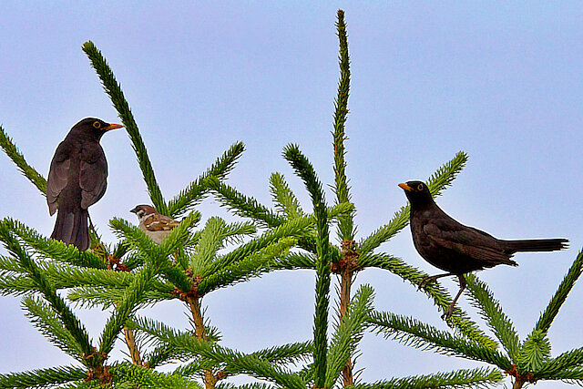 Latin: Turdus merula / EN: Common Blackbird / PL: Kos