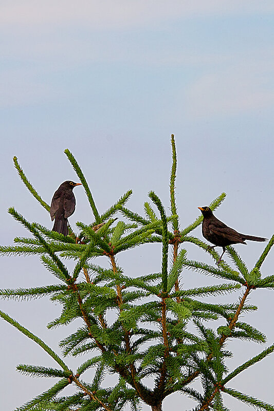 Latin: Turdus merula / EN: Common Blackbird / PL: Kos