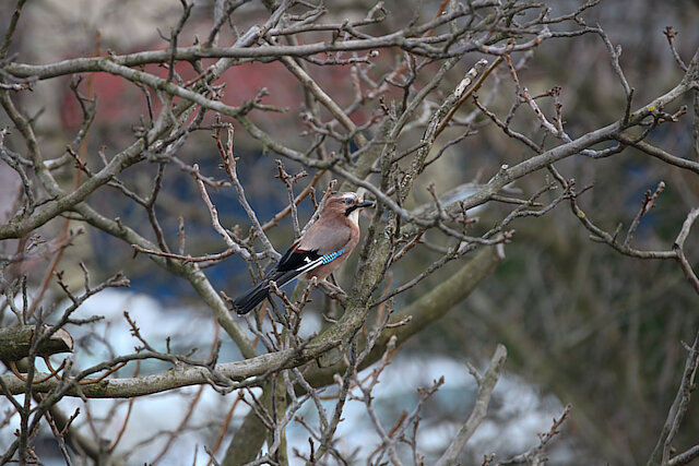 Latin: Garrulus glandarius / EN: Eurasian Jay / PL: Sójka zwyczajna
