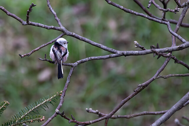 Latin: Aegithalos caudatus / EN: Long-tailed Tit / PL: Raniuszek zwyczajny