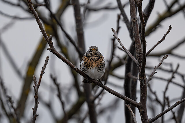 Latin: Turdus pilaris / EN: Fieldfare / PL: Kwiczoł