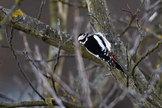Latin: Dendrocopos major / EN: Great Spotted Woodpecker / PL: Dzięcioł duży