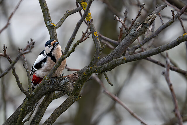 Latin: Dendrocopos major / EN: Great Spotted Woodpecker / PL: Dzięcioł duży