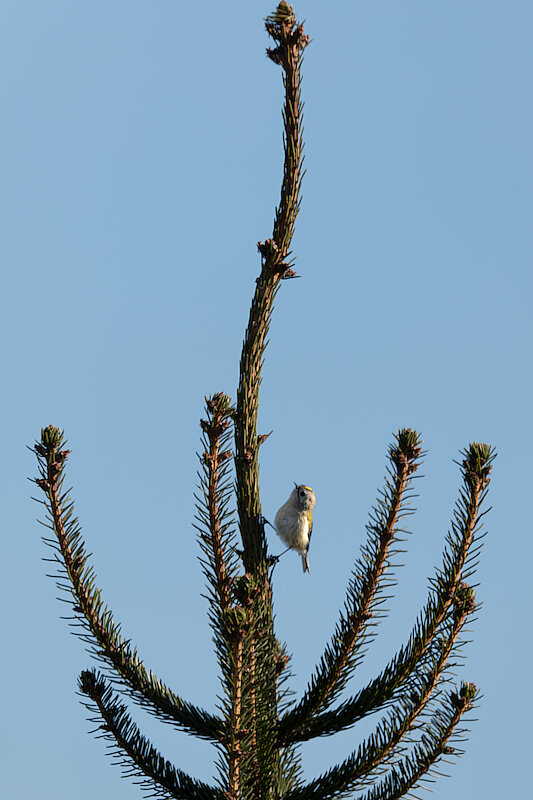 Latin: Regulus regulus / EN: Goldcrest / PL: Mysikrólik zwyczajny