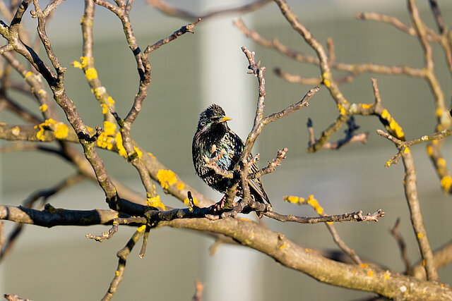Latin: Sturnus vulgaris / EN: Common Starling / PL: Szpak