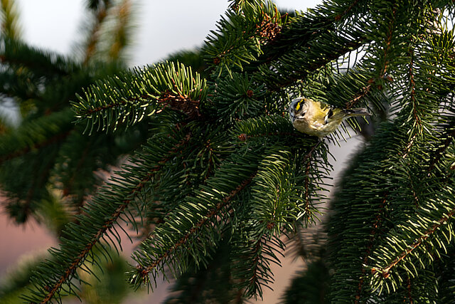 Latin: Regulus regulus / EN: Goldcrest / PL: Mysikrólik zwyczajny