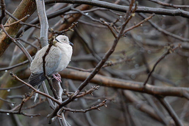 Latin: Streptopelia decaocto / EN: Eurasian Collared Dove / PL: Sierpówka