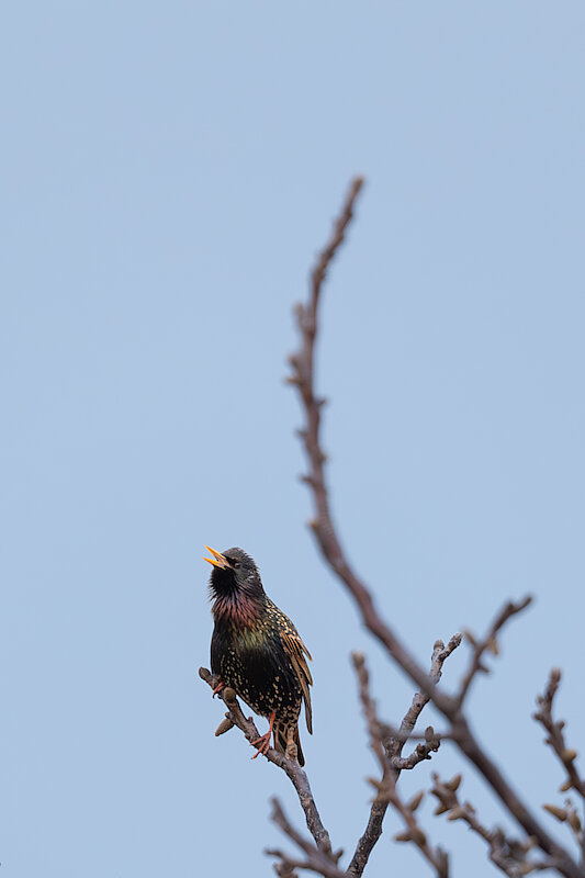 Latin: Sturnus vulgaris / EN: Common Starling / PL: Szpak