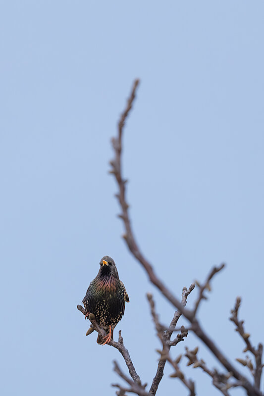 Latin: Sturnus vulgaris / EN: Common Starling / PL: Szpak