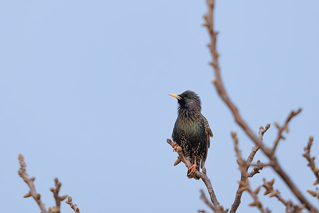 Latin: Sturnus vulgaris / EN: Common Starling / PL: Szpak