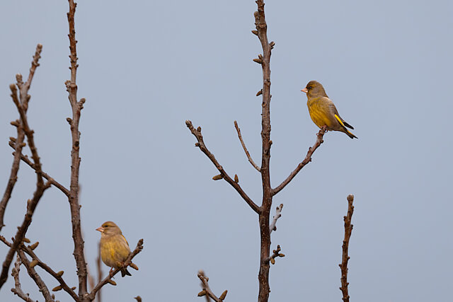 Latin: Chloris chloris / EN: European Greenfinch / PL: Dzwoniec zwyczajny