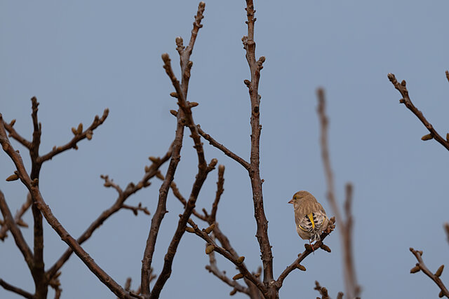Latin: Chloris chloris / EN: European Greenfinch / PL: Dzwoniec zwyczajny