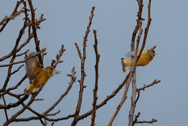 Latin: Chloris chloris / EN: European Greenfinch / PL: Dzwoniec zwyczajny