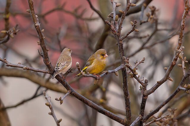 Latin: Chloris chloris / EN: European Greenfinch / PL: Dzwoniec zwyczajny