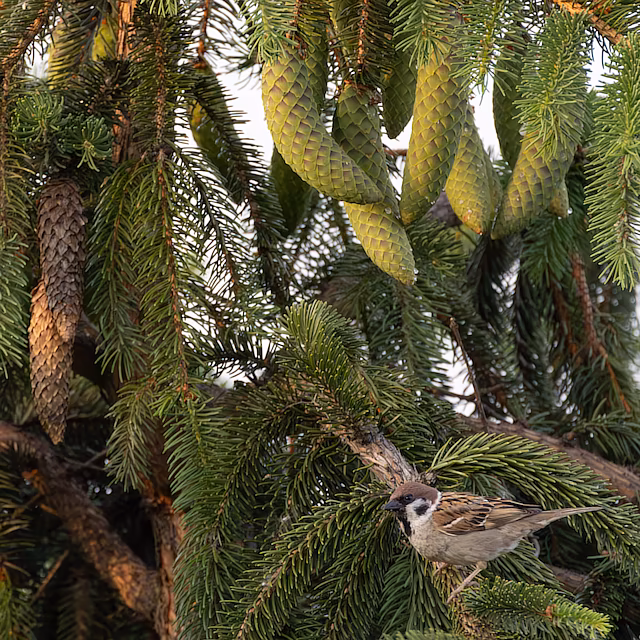🔬 Passer montanus 🇬🇧 Eurasian Tree Sparrow 🇵🇱 Wróbel mazurek