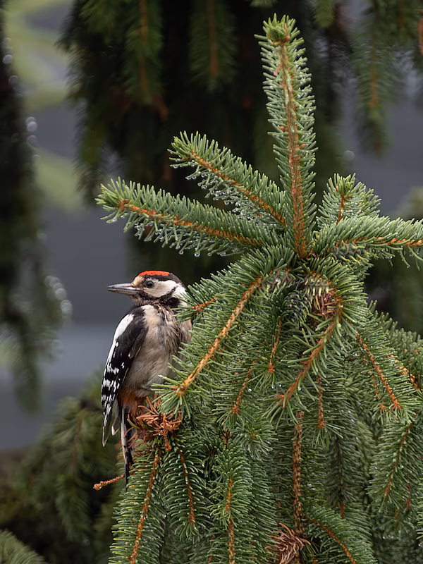 🔬 Dendrocopos major 🇬🇧 Great Spotted Woodpecker 🇵🇱 Dzięcioł duży