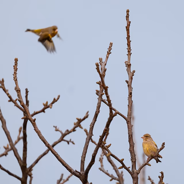 🔬 Chloris chloris 🇬🇧 European Greenfinch 🇵🇱 Dzwoniec zwyczajny