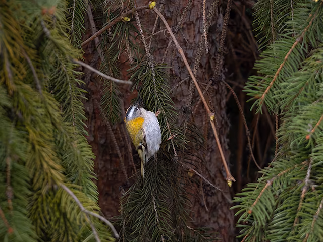 🔬 Regulus ignicapilla 🇬🇧 Common Firecrest 🇵🇱 Zniczek