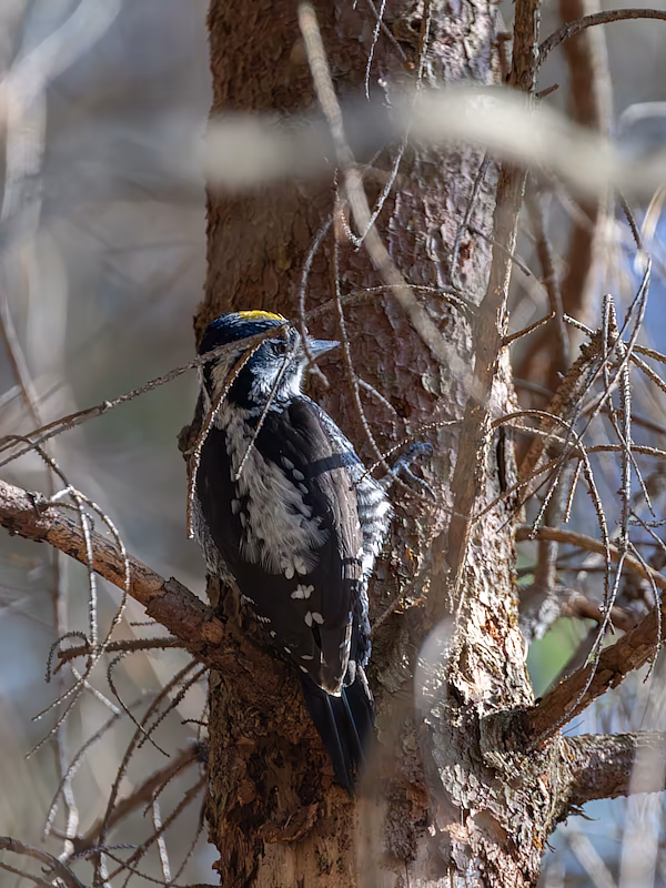 🔬 Picoides tridactylus 🇬🇧 Three-toed Woodpecker 🇵🇱 Dzięcioł trójpalczasty