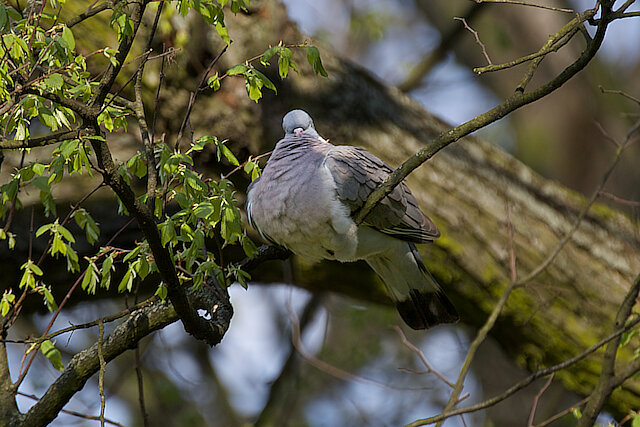 Latin: Columba palumbus / EN: Common Wood Pigeon / PL: Grzywacz