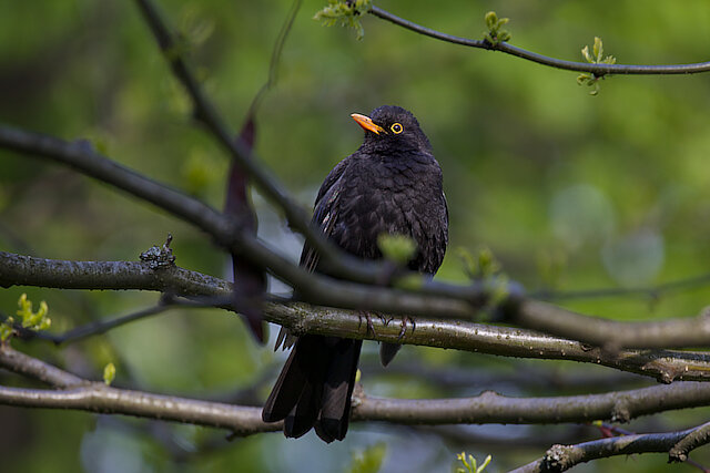 Latin: Turdus merula / EN: Common Blackbird / PL: Kos