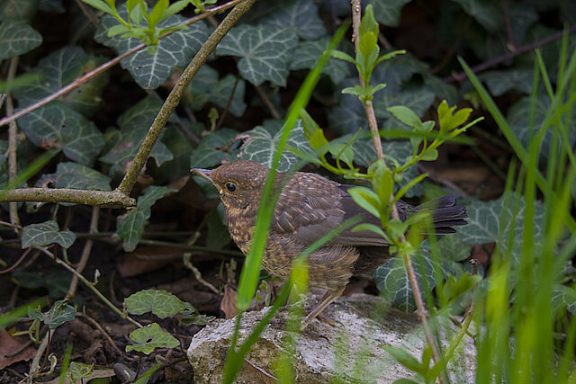 Latin: Turdus merula / EN: Common Blackbird / PL: Kos
