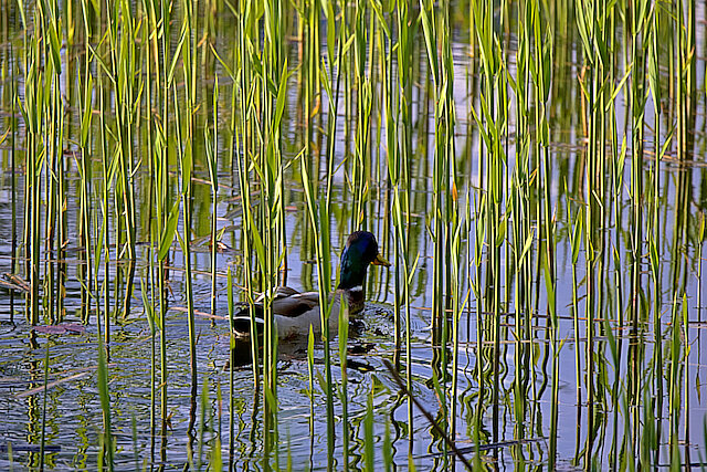 Latin: Anas platyrhynchos / EN: Mallard / PL: Kaczka krzyżówka