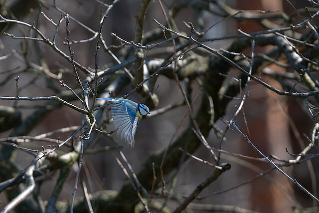 🔬 Cyanistes caeruleus 🇬🇧 Eurasian Blue Tit 🇵🇱 Sikora modra