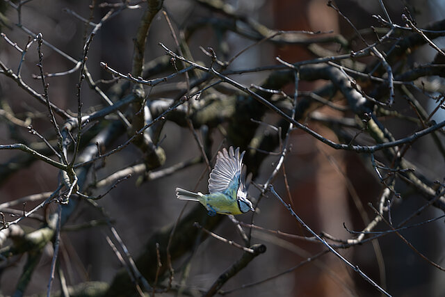 🔬 Cyanistes caeruleus 🇬🇧 Eurasian Blue Tit 🇵🇱 Sikora modra