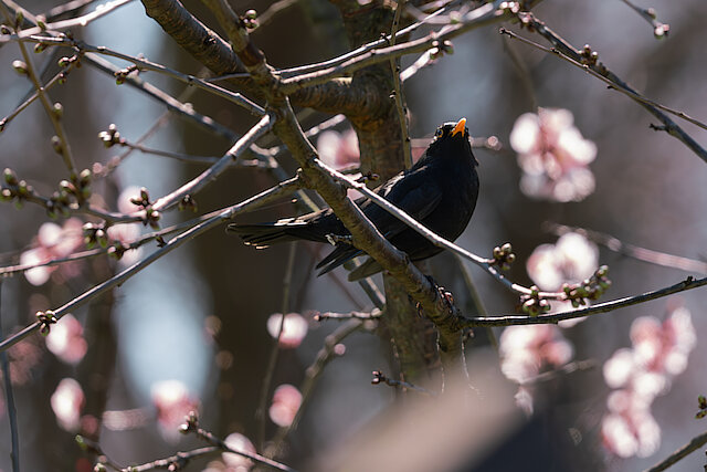 🔬 Turdus merula 🇬🇧 Common Blackbird 🇵🇱 Kos zwyczajny