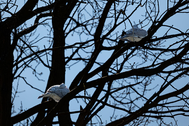 🔬 Dendrocopos major 🇬🇧 Great Spotted Woodpecker 🇵🇱 Dzięcioł duży