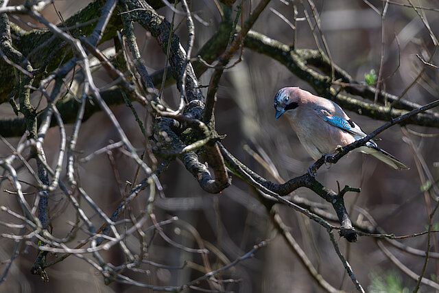 🔬 Garrulus glandarius 🇬🇧 Eurasian Jay 🇵🇱 Sójka zwyczajna
