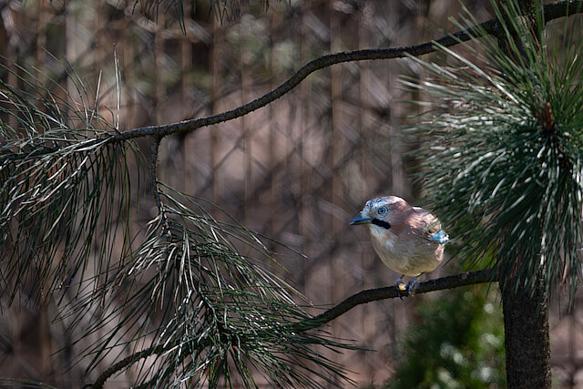 🔬 Garrulus glandarius 🇬🇧 Eurasian Jay 🇵🇱 Sójka zwyczajna