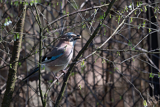 🔬 Garrulus glandarius 🇬🇧 Eurasian Jay 🇵🇱 Sójka zwyczajna