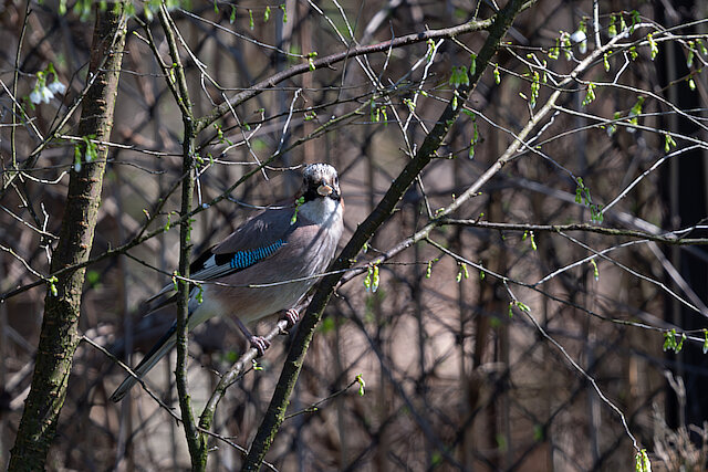 🔬 Garrulus glandarius 🇬🇧 Eurasian Jay 🇵🇱 Sójka zwyczajna