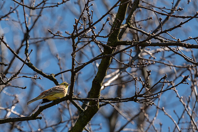🔬 Emberiza citrinella 🇬🇧 Yellowhammer 🇵🇱 Trznadel