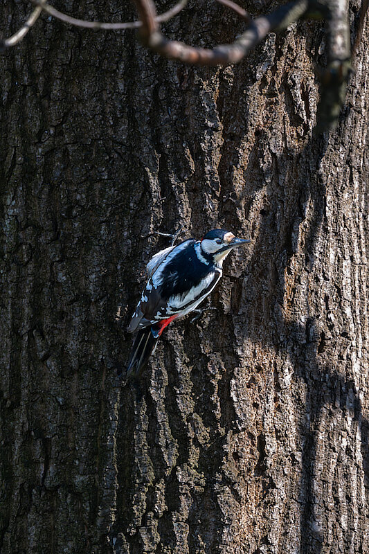 🔬 Dendrocopos major 🇬🇧 Great Spotted Woodpecker 🇵🇱 Dzięcioł duży