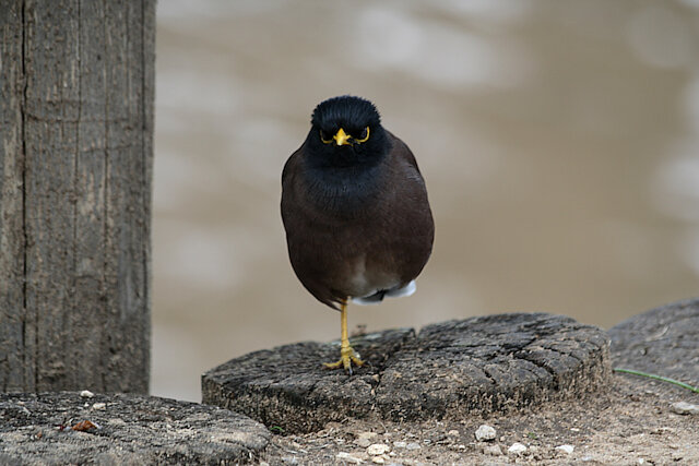 Latin: Acridotheres tristis / EN: Common Myna / PL: Majna brunatna