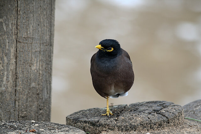 Latin: Acridotheres tristis / EN: Common Myna / PL: Majna brunatna